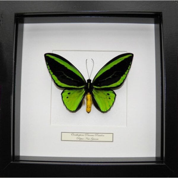 Ornithoptera priamus poseidon sp. (male)