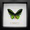 Ornithoptera priamus poseidon sp. (male)
