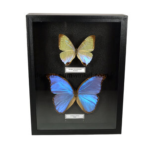 Morpho didius - DeMuseumwinkel.com
