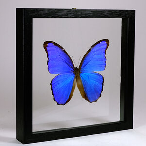 Morpho didius - DeMuseumwinkel.com