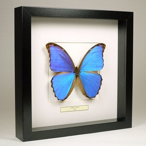 Morpho didius in zwarte lijst 25x25cm