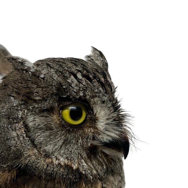 Mounted eurasian scops owl