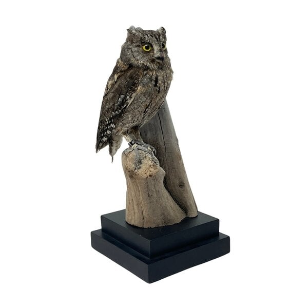 Mounted eurasian scops owl