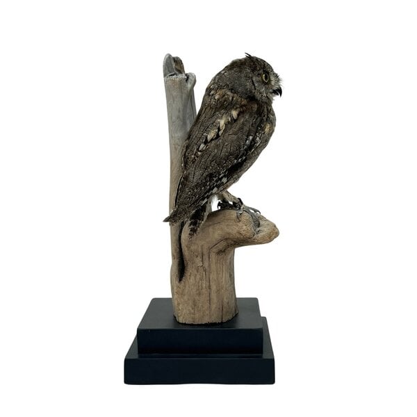 Mounted eurasian scops owl