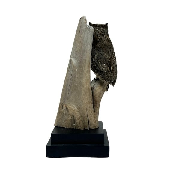 Mounted eurasian scops owl