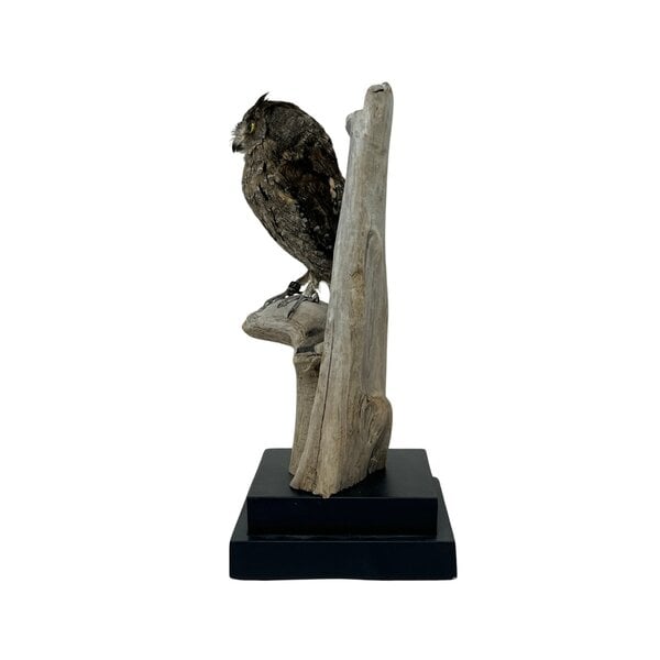 Mounted eurasian scops owl