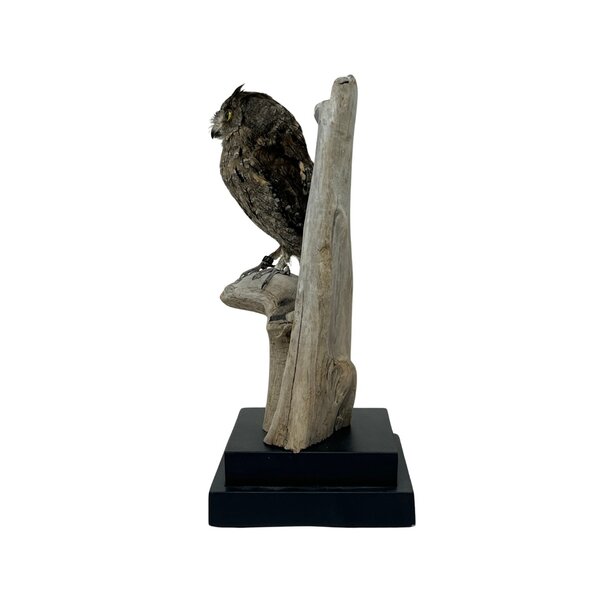 Zwergohreule Präparat