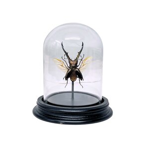 Cyclommatus metallifer finale in glass dome