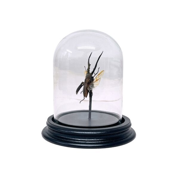 Cyclommatus metallifer finale in einer Glasglocke