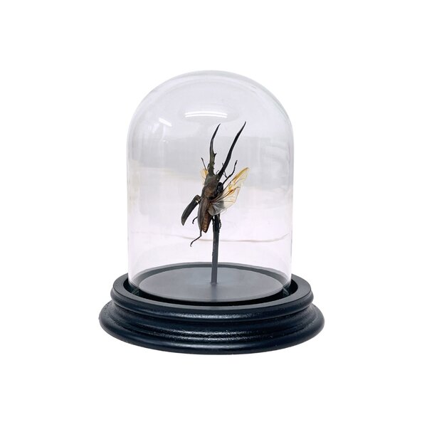 Cyclommatus metallifer finale in stolp