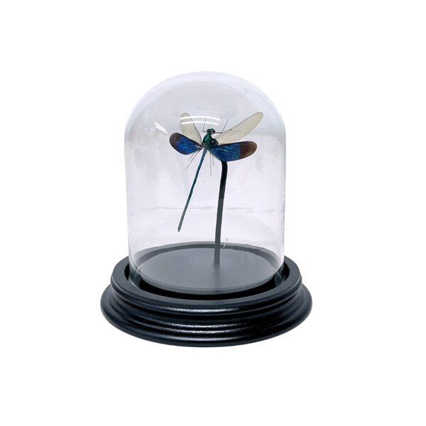 Neurobasis kaupi in glass dome