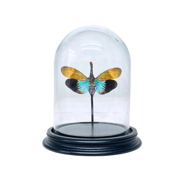 Pyrops sp. in glass dome