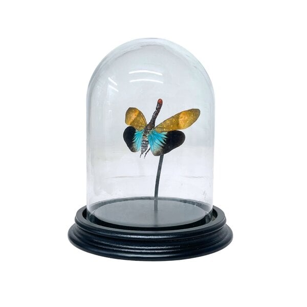 Pyrops sp. in glass dome