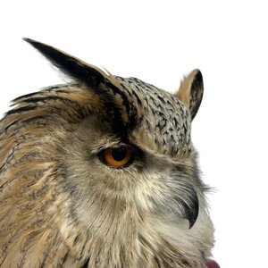 Mounted Eurasian eagle-owl