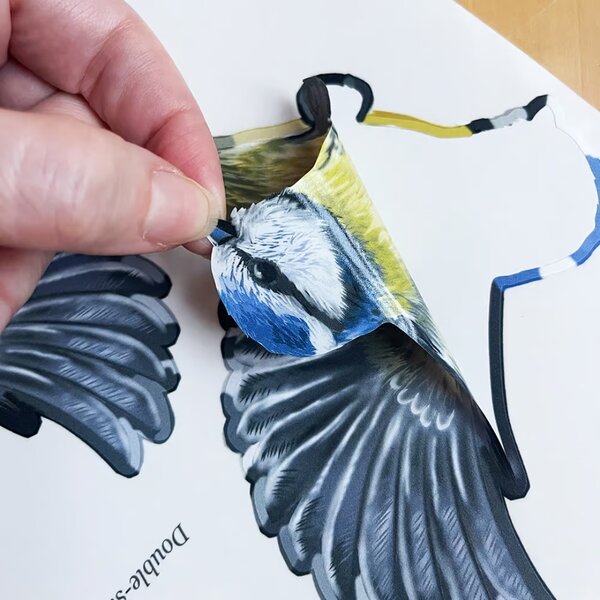 Window sticker Blue tit