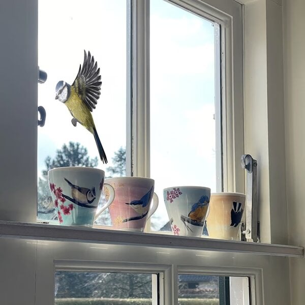 Fensteraufkleber Blaumeise