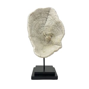 Halomitra Pileus coral on pedestal (A)