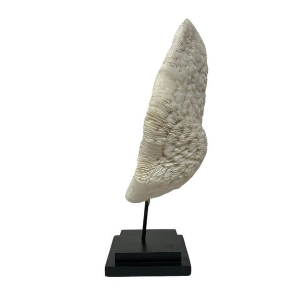 Halomitra Pileus coral on pedestal (A)