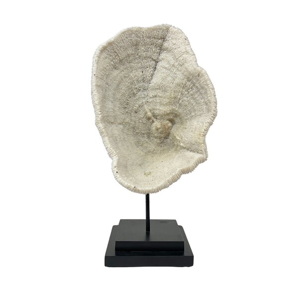 Halomitra Pileus coral on pedestal (A)