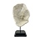 Halomitra Pileus coral on pedestal (A)