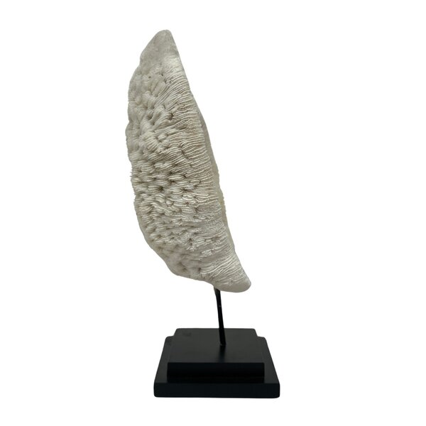 Halomitra Pileus coral on pedestal (A)
