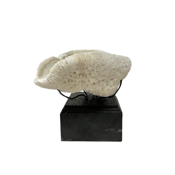Halomitra Pileus coral on pedestal (B)