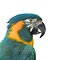 Stuffed blue-throated macaw