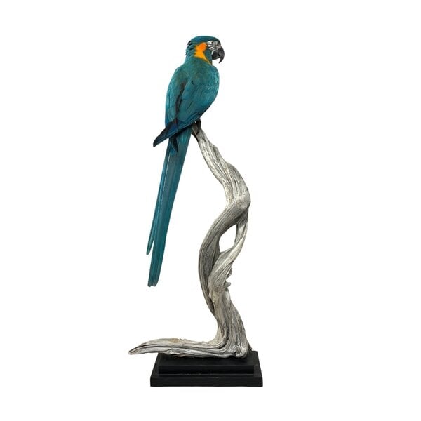 Opgezette blauwkeelara