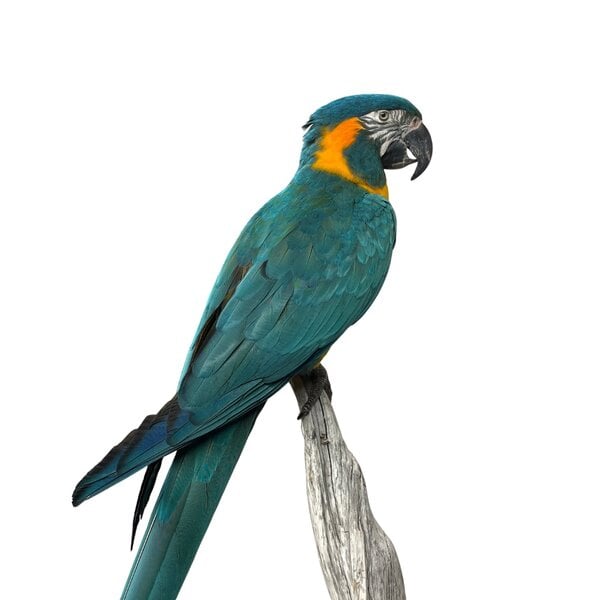 Opgezette blauwkeelara