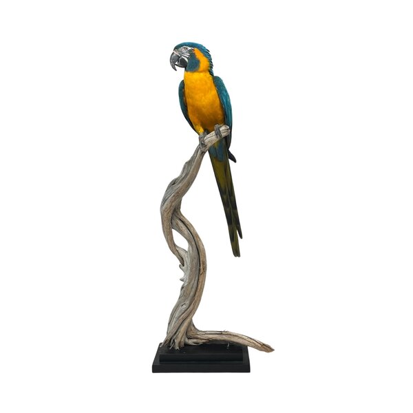 Opgezette blauwkeelara
