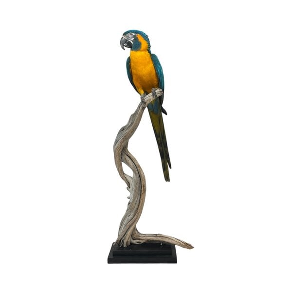 Stuffed blue-throated macaw