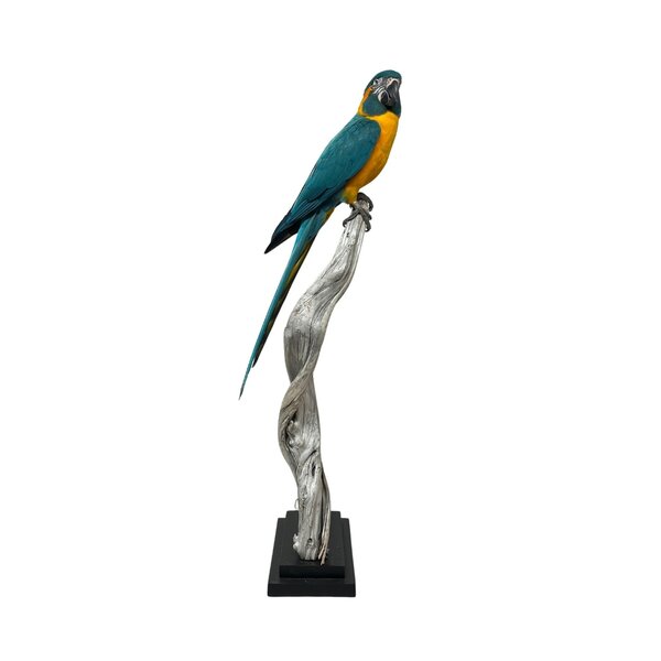 Opgezette blauwkeelara
