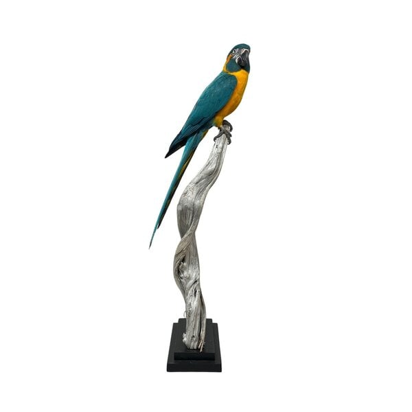 Stuffed blue-throated macaw