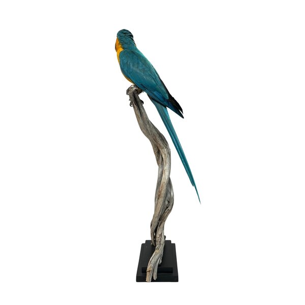 Opgezette blauwkeelara