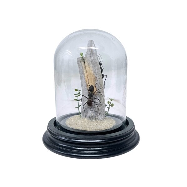 Glass dome with 2 large ants
