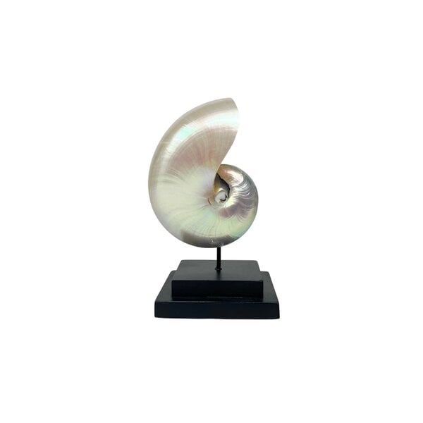 Polished nautilus shell S on black square stand