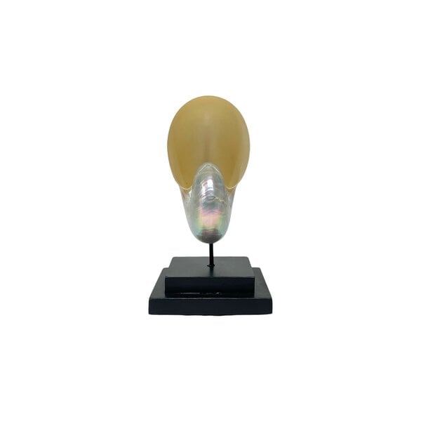 Polished nautilus shell S on black square stand