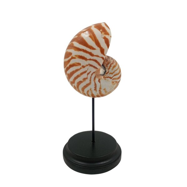Nautilus shell S on base