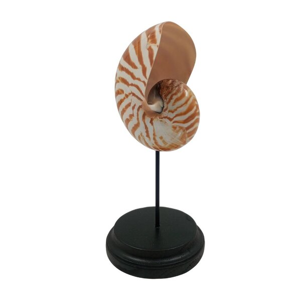 Nautilus shell S on base