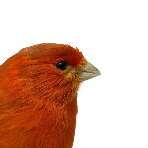 Mounted red canary