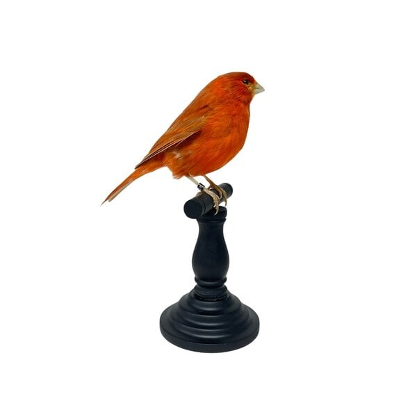 Mounted red canary