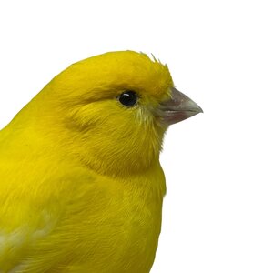 Präparierte Kanarienvogel Gelb