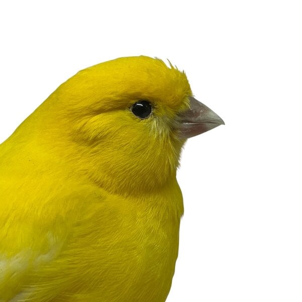 Mounted yellow canary