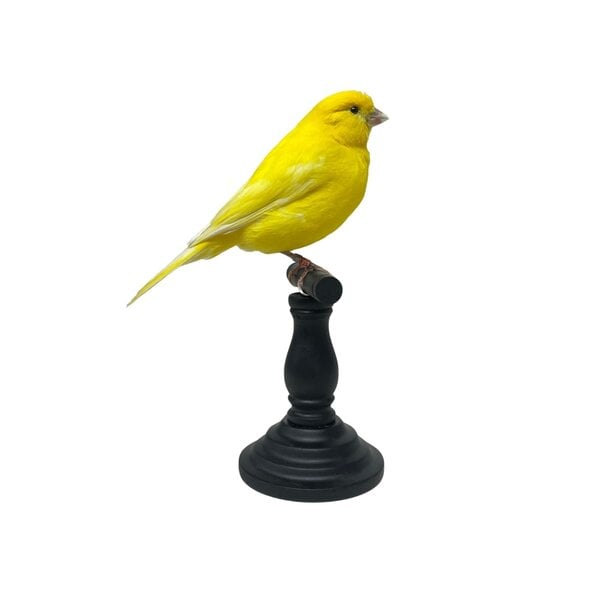 Mounted yellow canary