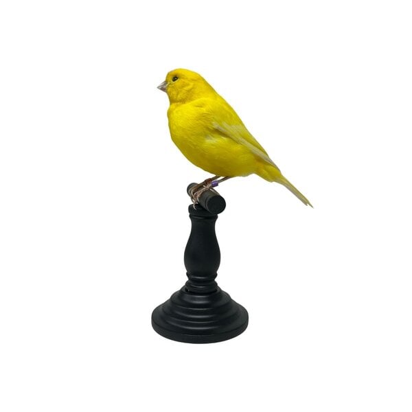 Mounted yellow canary