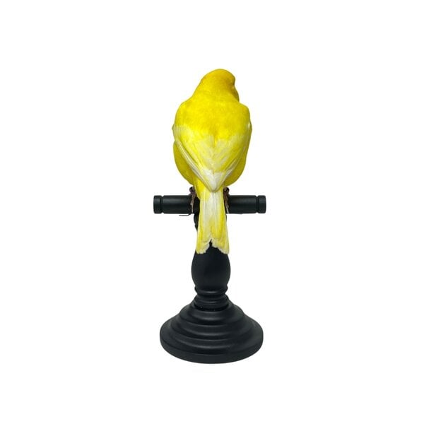 Mounted yellow canary