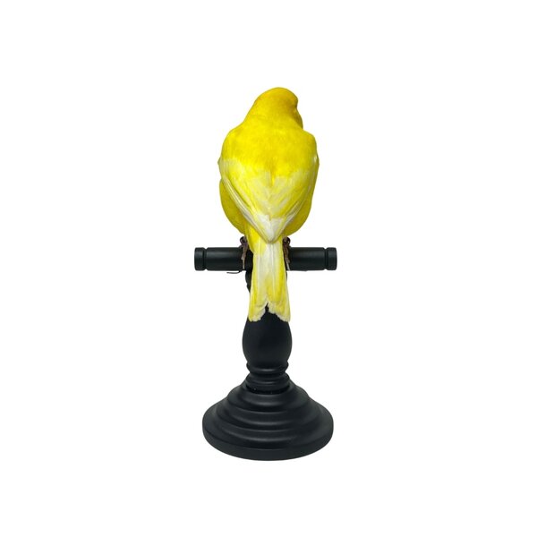 Präparierte Kanarienvogel Gelb