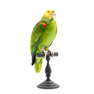 Mounted double yellow-headed amazon