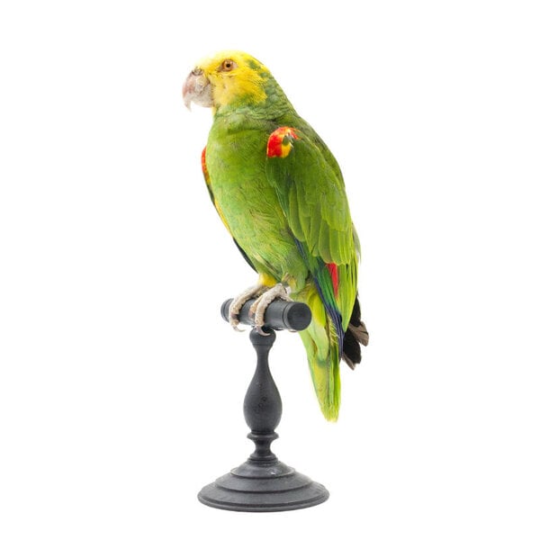 Mounted double yellow-headed amazon
