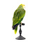 Mounted double yellow-headed amazon